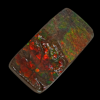 Sliced Ammolite