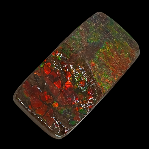 Sliced Ammolite